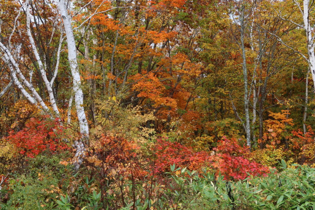 信州 紅葉狩り ツアー