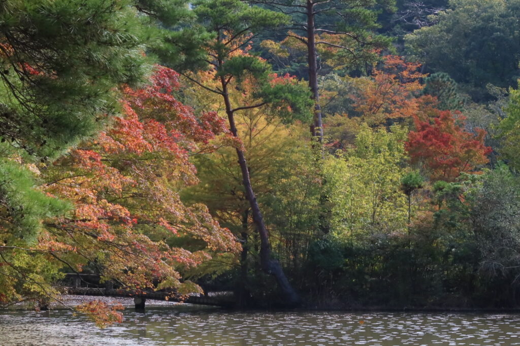 短すぎた秋の陽