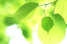 わたなべクリニック　消化器科（内視鏡）