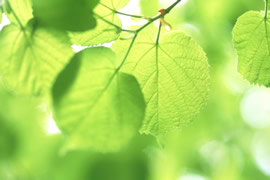 わたなべクリニック　マニュアルリンパドレナージ（MLD）