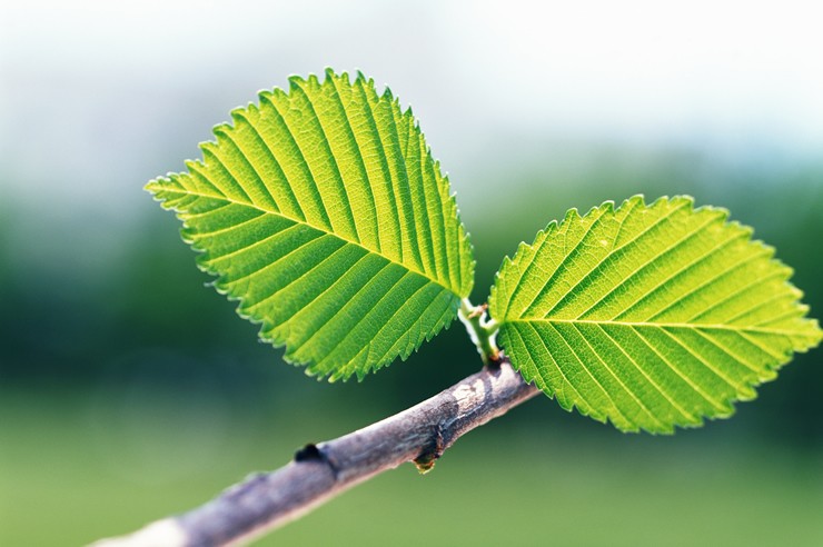 わたなべクリニック　外科
