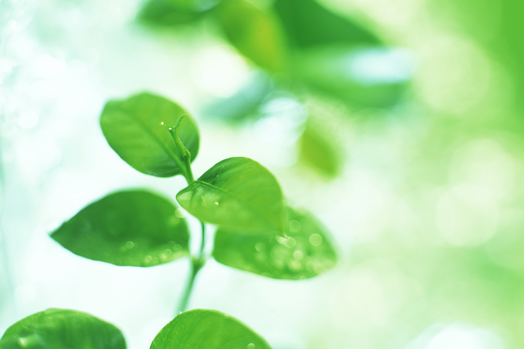 わたなべクリニック　肛門科